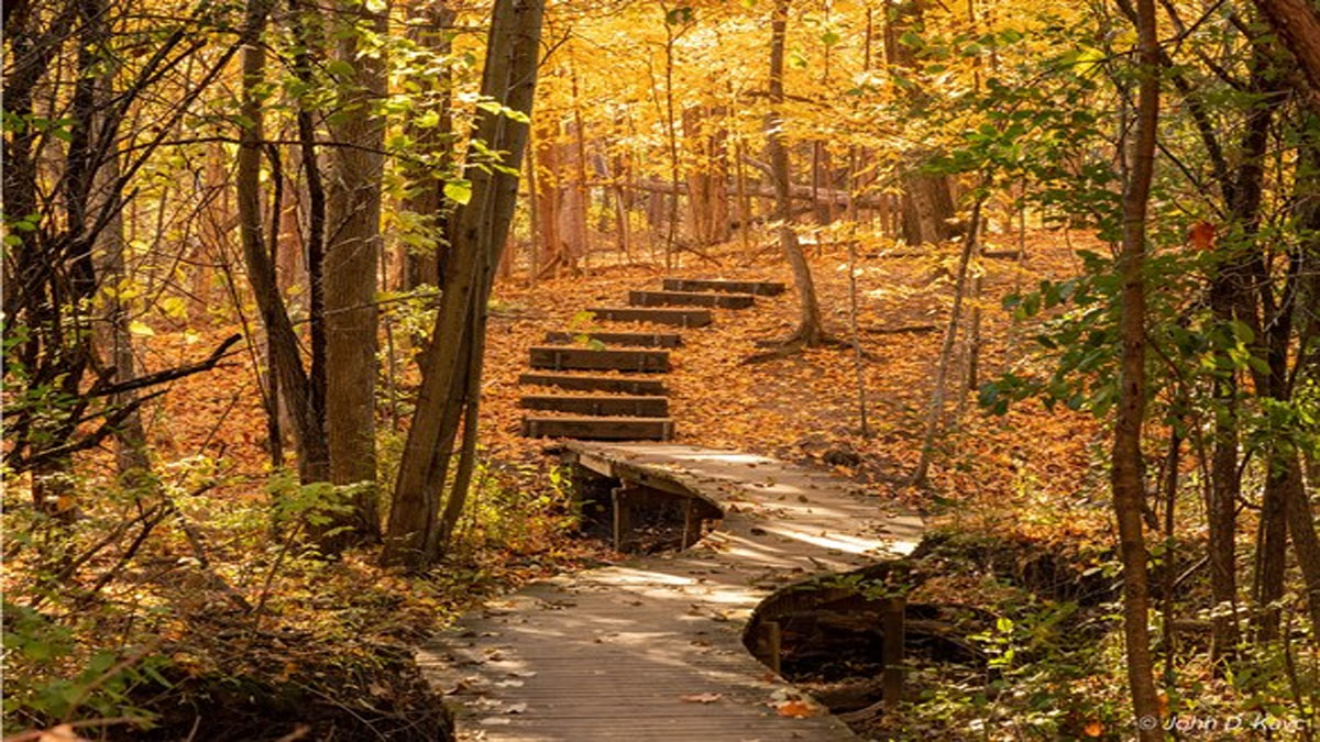 Adult Fall Colors Walk at McDonald Woods Forest Preserve